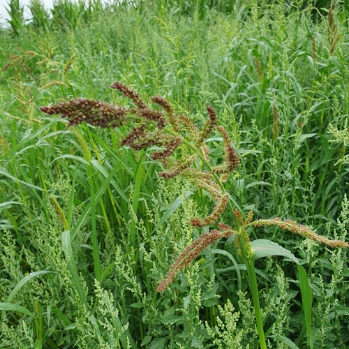 Echinochloa crus-galli (Barnyard grass) — photo