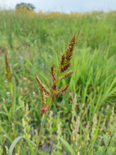 Echinochloa crus-galli (Barnyard grass) — photo