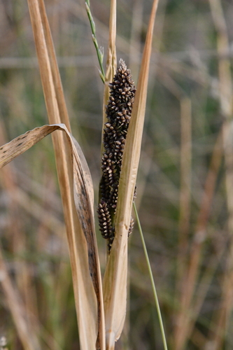 Echinochloa esculenta (Japanese barnyard millet) — photo