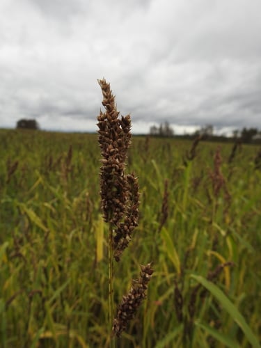 Echinochloa esculenta