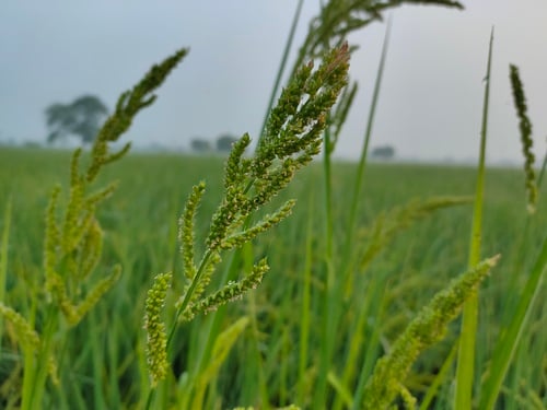 Echinochloa frumentacea (Japanese millet) — photo