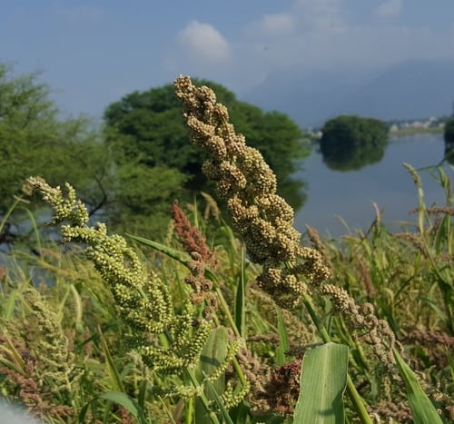 Echinochloa frumentacea (Japanese millet) — photo