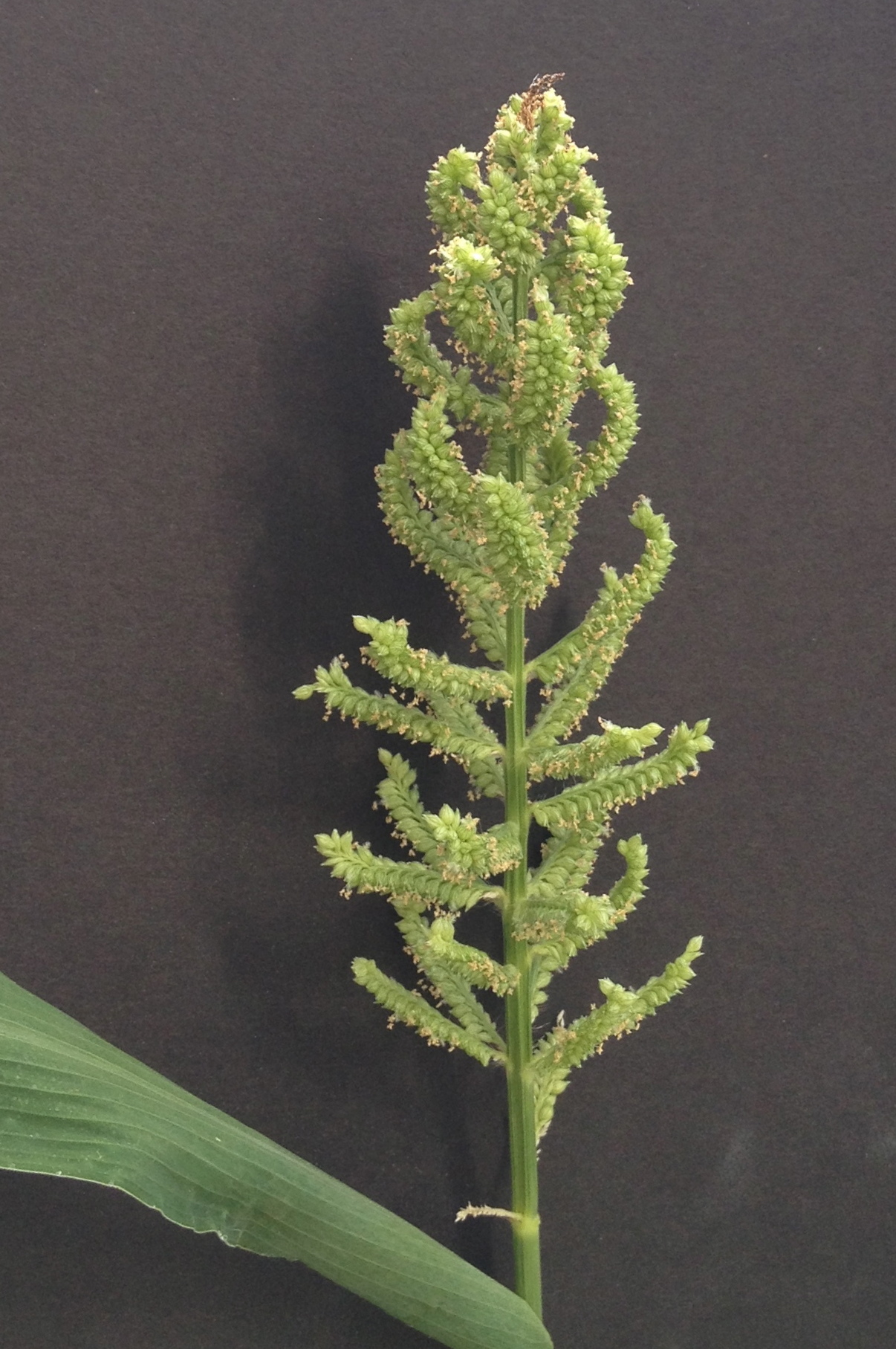 Echinochloa frumentacea