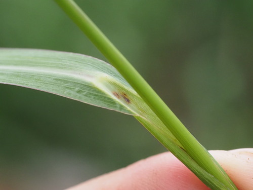Echinochloa haploclada (Cockspur) — photo