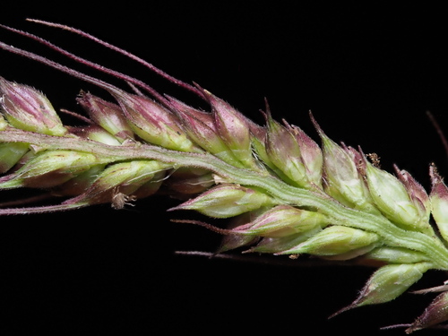 Echinochloa haploclada (Cockspur) — photo