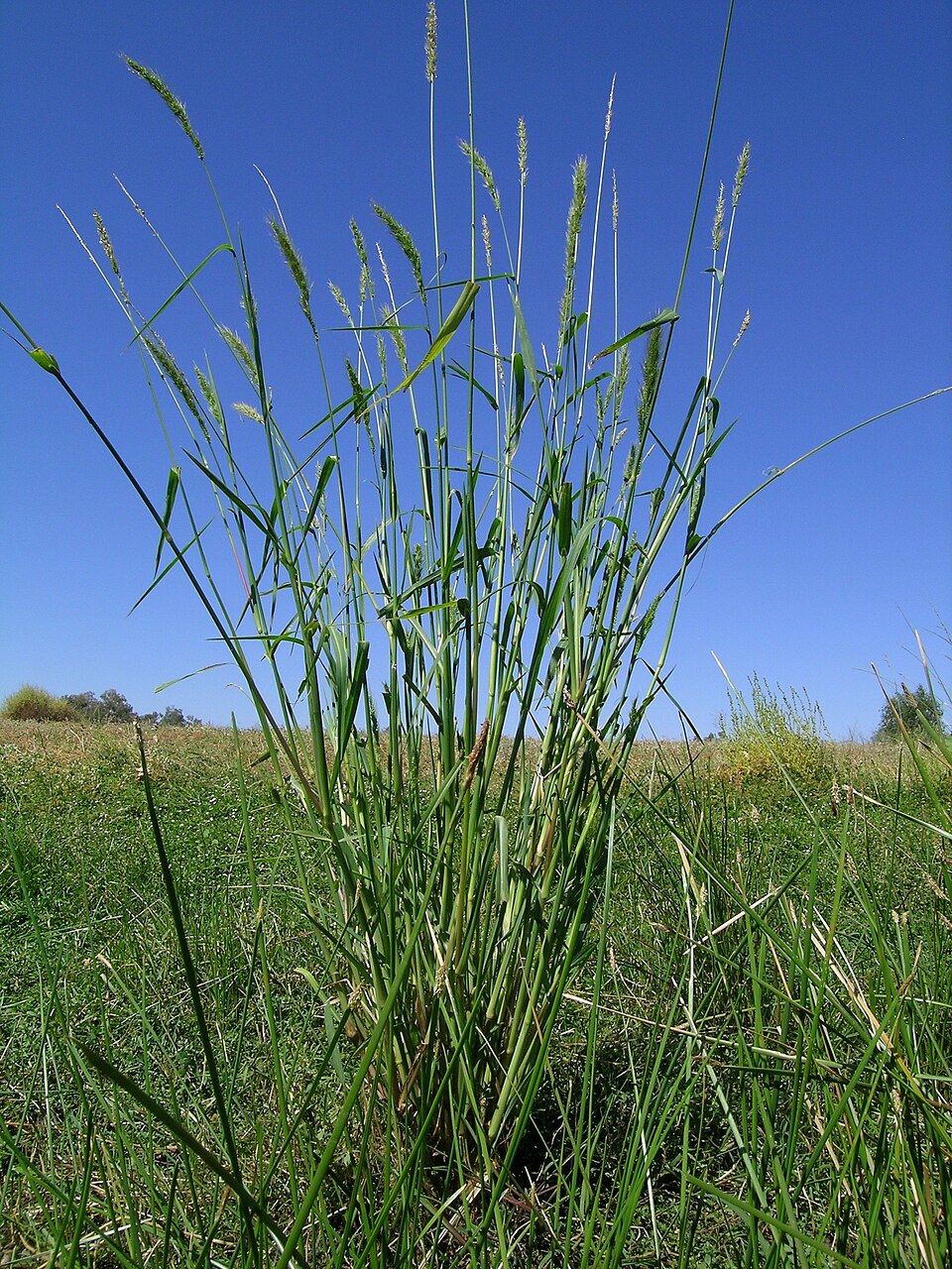 Echinochloa inundata