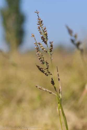 Echinochloa oryzoides (Large cockspur) — photo
