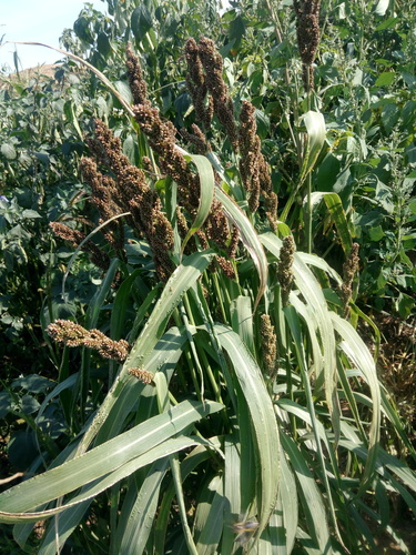 Echinochloa oryzoides