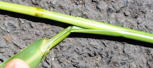 Echinochloa pyramidalis (Antelope grass) — photo