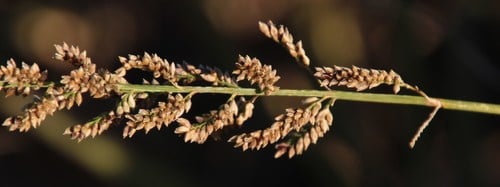 Echinochloa pyramidalis