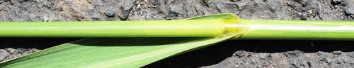 Echinochloa pyramidalis (Antelope grass) — photo