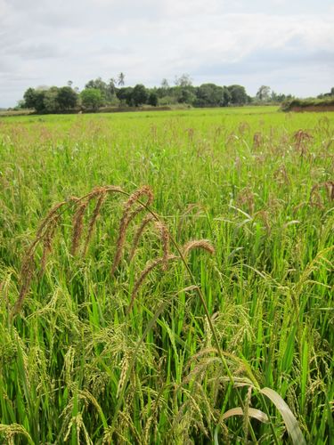 Echinochloa stagnina (Long-awn water grass) — photo
