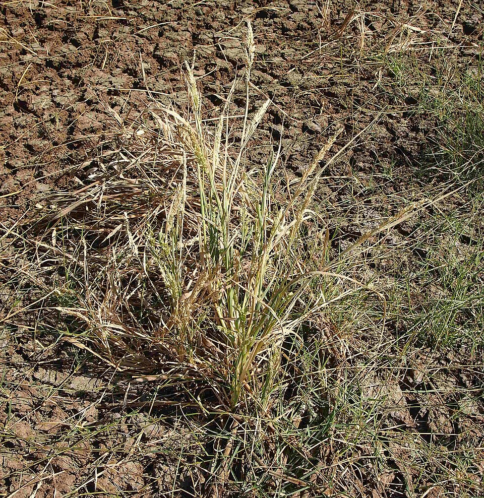 Echinochloa turneriana (Channel millet) — photo
