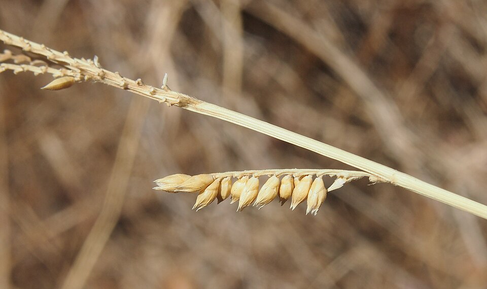 Echinochloa turneriana