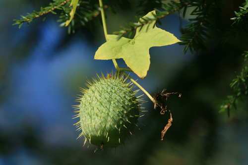 Echinocystis lobata (Wild cucumber) — photo
