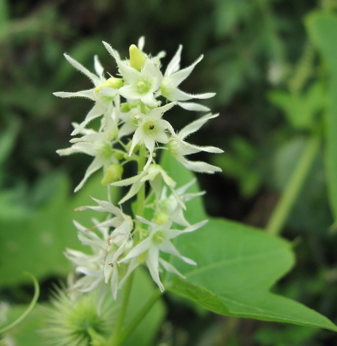 Echinocystis lobata (Wild cucumber) — photo