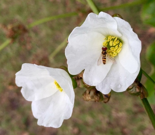 Echinodorus grandiflorus — photo
