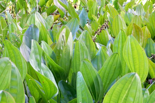 Echinodorus grandiflorus