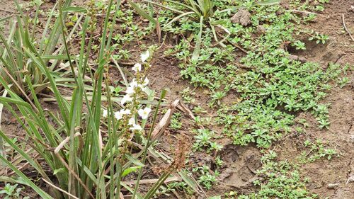 Echinodorus paniculatus (Amazon sword) — photo