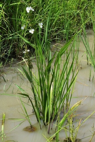 Echinodorus paniculatus