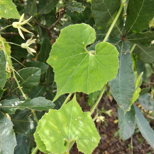 Echinopepon coulteri (Coulter's balsam apple) — photo