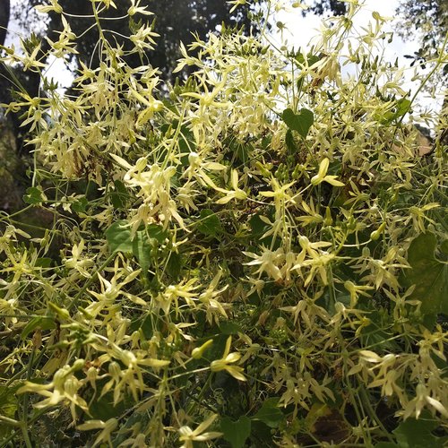 Echinopepon coulteri (Coulter's balsam apple) — photo