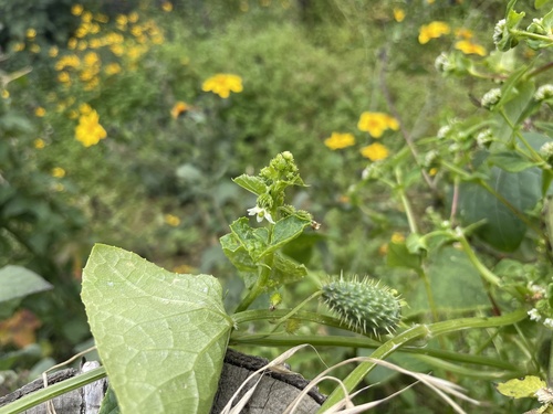 Echinopepon milliflorus — photo
