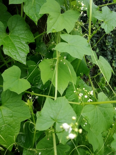 Echinopepon milliflorus