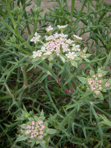 Echinophora spinosa (Prickly samphire) — photo