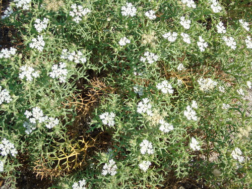 Echinophora spinosa (Prickly samphire) — photo