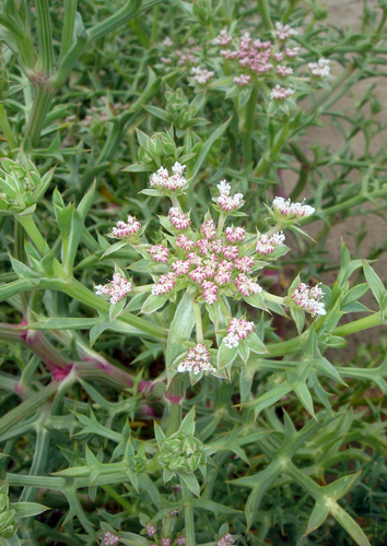 Echinophora spinosa
