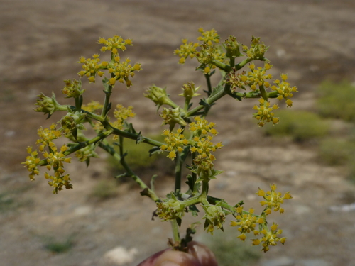 Echinophora tenuifolia