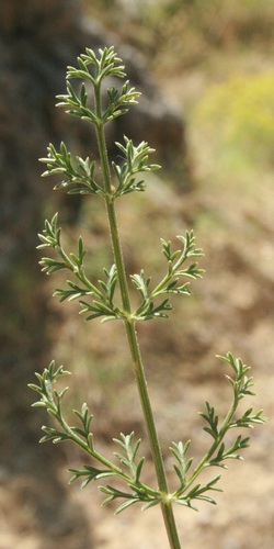 Echinophora tenuifolia subsp. sibthorpiana