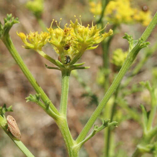 Echinophora tenuifolia subsp. sibthorpiana (Pickling herb) — photo