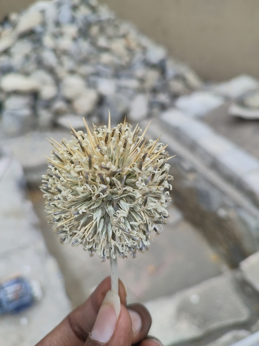 Echinops cornigerus (Blue globe thistle) — photo