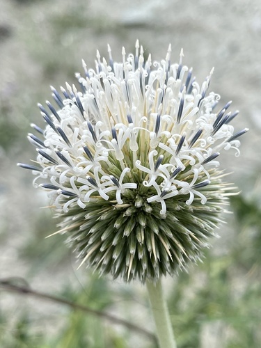 Echinops cornigerus (Blue globe thistle) — photo