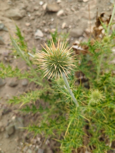 Echinops cornigerus