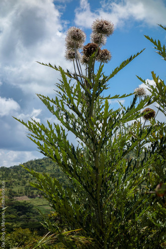 Echinops giganteus (Giant Japanese butterbur) — photo