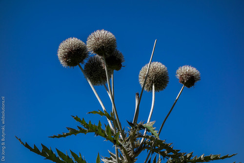 Echinops giganteus (Giant Japanese butterbur) — photo