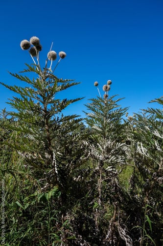 Echinops giganteus