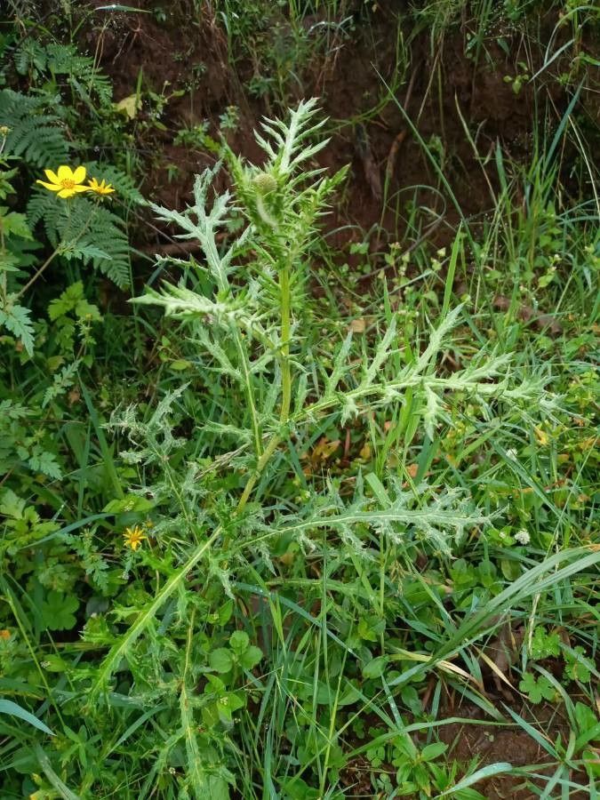 Echinops kebericho (Kebericho) — photo