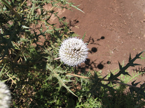Echinops kebericho