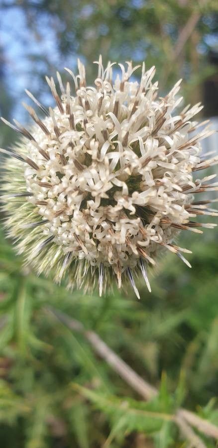 Echinops kebericho (Kebericho) — photo