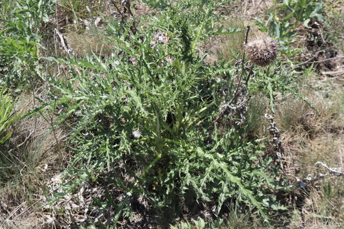 Echinops pungens — photo