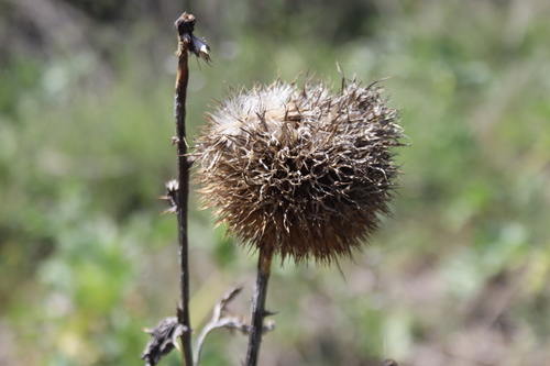 Echinops pungens — photo