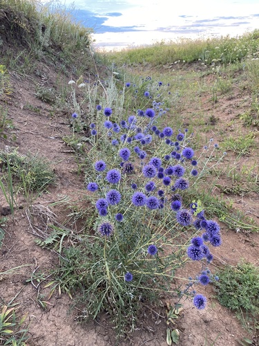 Echinops ritro — photo