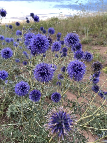 Echinops ritro — photo