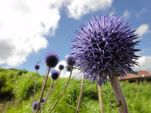 Echinops setifer (Giant Globe Thistle) — photo