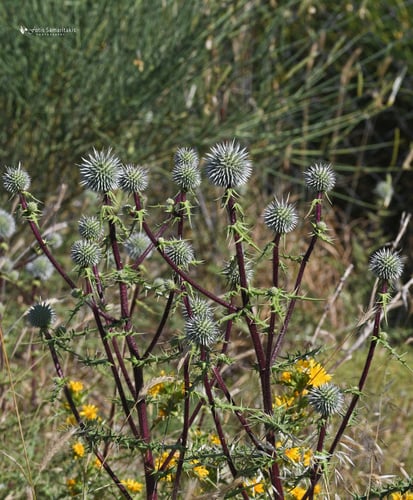 Echinops spinosissimus (Globe thistle) — photo