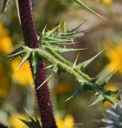 Echinops spinosissimus (Globe thistle) — photo